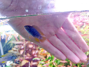Apistogramma borellii Opal (2 foto / 2)
