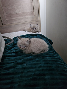 Сиамоподобные котята (1 фото из 6)