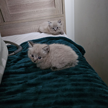 Сиамоподобные котята