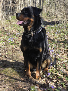 ROTTWEILERI kutsikad – isased tõutunnistusega (2 foto / 3)