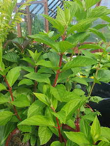 Hortensia istikud (5 foto / 7)