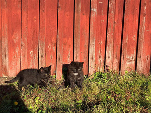 Отдам 2 черных котят (4 фото из 5)