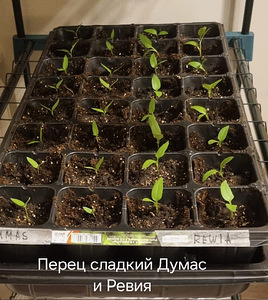 Рассада сладкого перца на продажу Сорт “Dumas” (1 фото из 3)