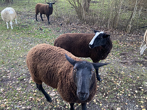 Lambad Zwartbles (1 foto / 5)