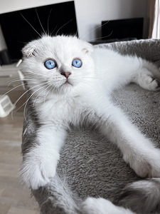 Sinisilmne Scottish Fold poiss (1 foto / 2)