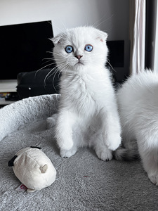Sinisilmne Scottish Fold poiss (2 foto / 2)
