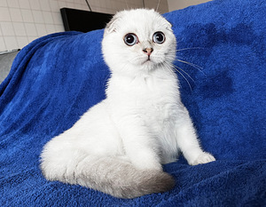 Sinisilmne Scottish Fold poiss valmis loovutuseks (1 foto / 4)