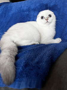 Sinisilmne Scottish Fold poiss valmis loovutuseks (2 foto / 4)