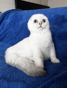 Sinisilmne Scottish Fold poiss valmis loovutuseks (3 foto / 4)