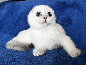 Sinisilmne Scottish Fold poiss valmis loovutuseks (4 foto / 4)