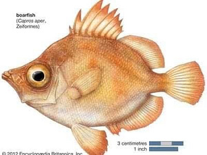 BOAR FISH - РЫБА КАБАН , ВЯЛЕНАЯ РЫБА (2 фото из 4)