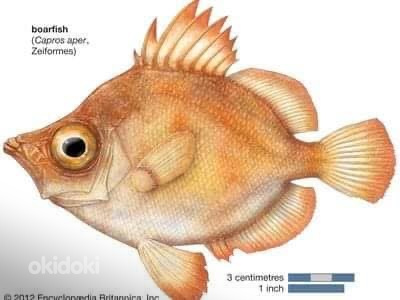 BOAR FISH - РЫБА КАБАН , ВЯЛЕНАЯ РЫБА