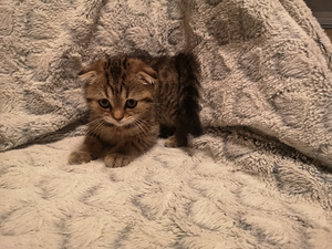 Scottish fold (3 фото из 5)