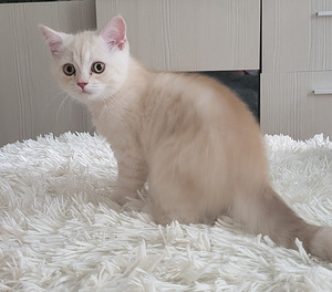 Британский котенок (3 фото из 3)
