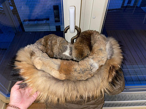 Parajumpers Long Bear (4 foto / 4)