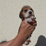 Beagle kutsikad (foto #3)