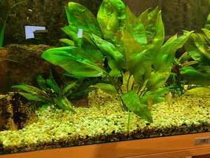 Cryptocoryne pontederifolia (2 foto / 2)