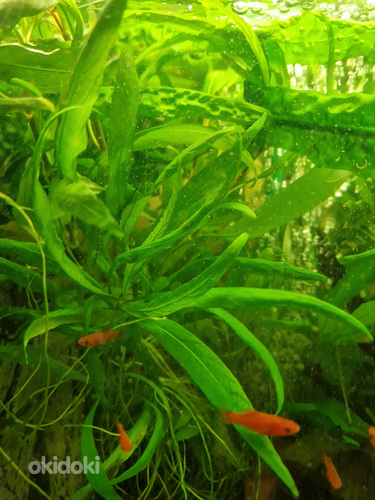 Akvaariumi taim (foto #2)