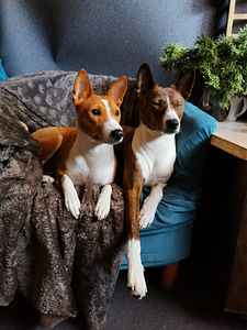 Basenji kutsikad (4 foto / 4)