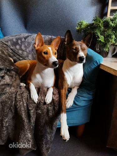 Basenji kutsikad