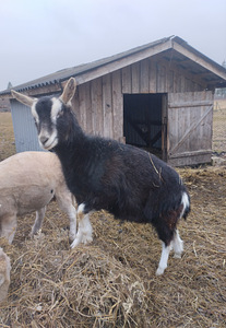 Kits (2 foto / 2)