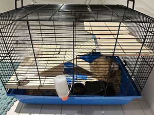 Hamster TASUTA puuriga (1 foto / 2)