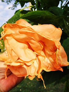 Inglitrompet / Brugmansia istikud (2 foto / 9)