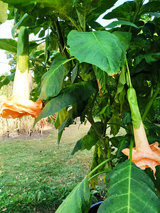 Inglitrompet / Brugmansia istikud (3 foto / 9)