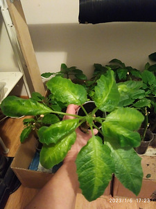 Inglitrompet / Brugmansia istikud (9 foto / 9)