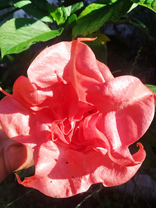Inglitrompet / Brugmansia istikud (7 foto / 9)