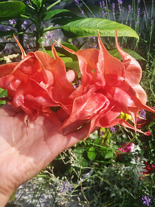 Inglitrompet / Brugmansia istikud (4 foto / 9)
