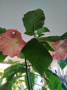 Inglitrompet / brugmansia istikud erinevad (3 foto / 8)