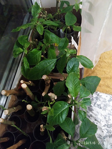 Inglitrompet / brugmansia istikud erinevad (8 foto / 8)