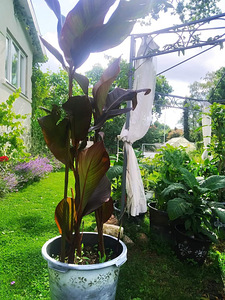 Канна/корневища канны (4 фото из 5)
