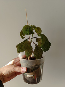 Редкий Deppea Splendens (6 фото из 6)