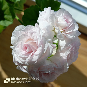 Pelargoon Milfield rose, 1 tk (2 foto / 7)