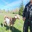 Коза, молочная коза, молочная коза (фото #2)