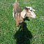 Коза, молочная коза, молочная коза (фото #5)