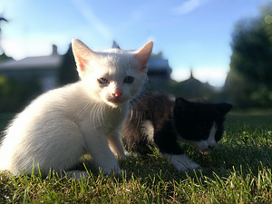 Kassipojad (4 foto / 7)