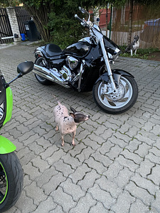 Suzuki VZR 1800,92kw (3 foto / 9)