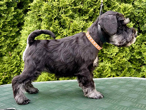 Kääbusšnautseri kutsikad (3 foto / 10)