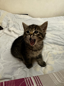 Котёнок (2 фото из 3)
