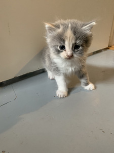 Котята (2 фото из 3)