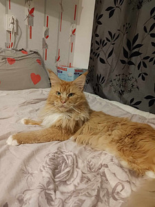 Maine Coon ootab pruuti külla.