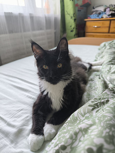 Maine Coon