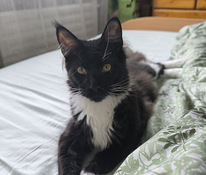 Maine Coon