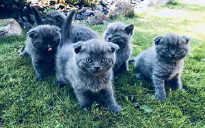 Scottish Fold otsib pruuti (2 foto / 3)