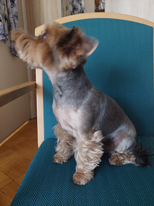 Iork terrier otsib pruuti (2 foto / 2)