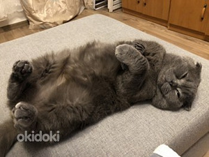 Scottish Fold otsib pruuti (2 foto / 3)