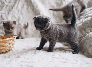 Scottish fold imeline tüdruk 1,5 kuud (6 foto / 7)